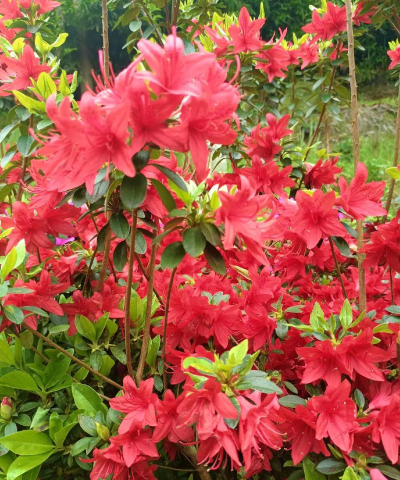 家里养花的心情说说，分享美好瞬间，感受生活温暖