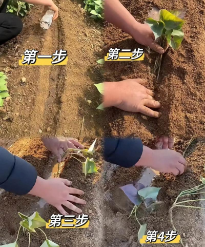 家里养花的心情说说，分享美好瞬间，感受生活温暖