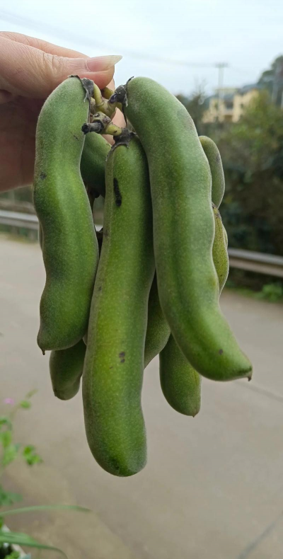 家里养花的心情说说，分享美好瞬间，感受生活温暖