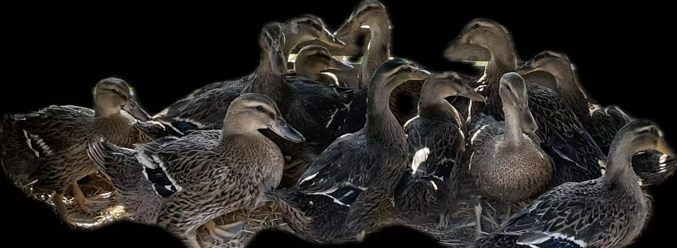 家里养花的心情说说，分享美好瞬间，感受生活温暖