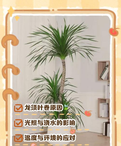 家里养花的心情说说，分享美好瞬间，感受生活温暖