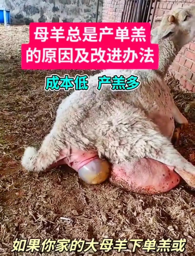 家里养花的心情说说，分享美好瞬间，感受生活温暖