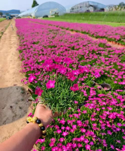 家里养花的心情说说，分享美好瞬间，感受生活温暖