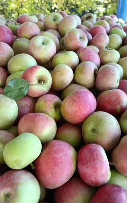 小众送妈妈的花有哪些花