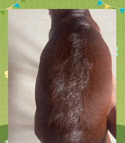 纯净水可以养花吗，了解水质影响，掌握正确方法