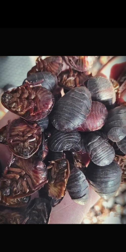 小众送妈妈的花有哪些花