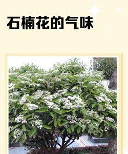 纯净水可以养花吗，了解水质影响，掌握正确方法