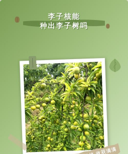 纯净水可以养花吗，了解水质影响，掌握正确方法