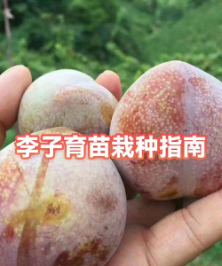 纯净水可以养花吗，了解水质影响，掌握正确方法