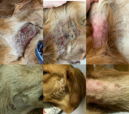 纯净水可以养花吗，了解水质影响，掌握正确方法