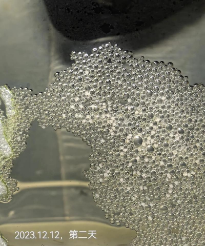 养花的诗句，传递生活情感，点缀日常美好