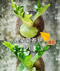 养花的诗句，传递生活情感，点缀日常美好