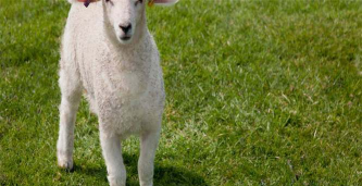 养花的诗句，传递生活情感，点缀日常美好