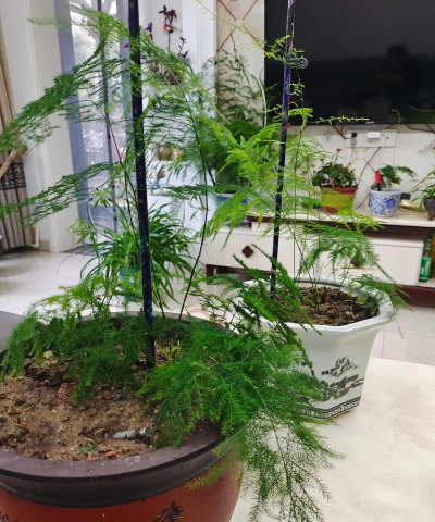 养花的诗句，传递生活情感，点缀日常美好