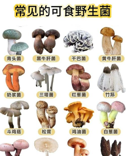 养花的诗句，传递生活情感，点缀日常美好