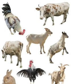 养花的诗句，传递生活情感，点缀日常美好