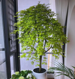 养花的诗句，传递生活情感，点缀日常美好