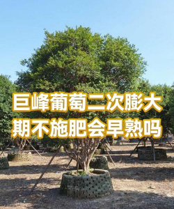 养花的诗句，传递生活情感，点缀日常美好