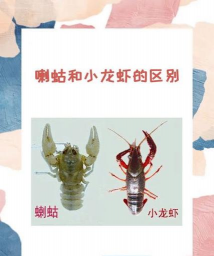 养殖致富新项目，选择方向多，收益潜力大