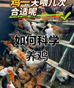 养殖致富新项目，选择方向多，收益潜力大