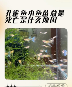 养殖致富新项目，选择方向多，收益潜力大