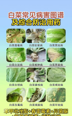 养殖致富新项目，选择方向多，收益潜力大