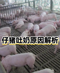 养殖致富新项目，选择方向多，收益潜力大