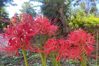 养殖致富新项目，选择方向多，收益潜力大