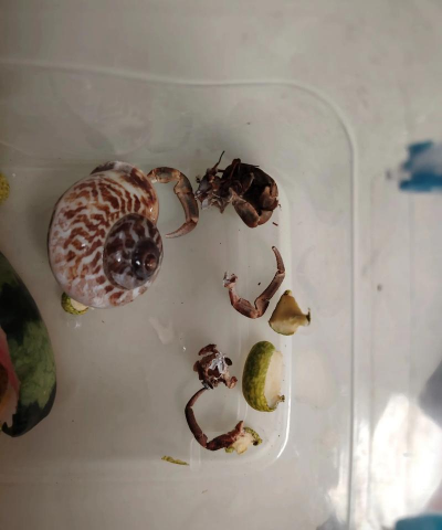 养殖致富新项目，选择方向多，收益潜力大