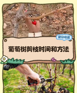 养殖致富新项目，选择方向多，收益潜力大