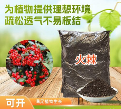 红色花卉，点亮家居氛围，增添生活色彩