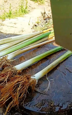 红色花卉，点亮家居氛围，增添生活色彩