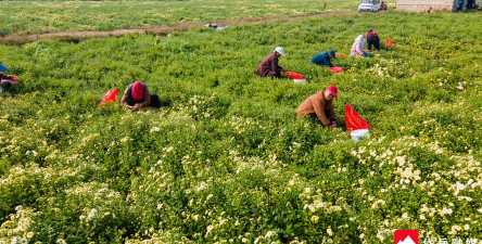 红色花卉，点亮家居氛围，增添生活色彩