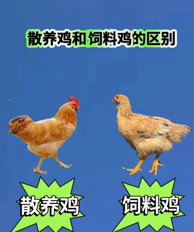 肉食鸡怎么养