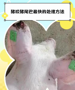 红色花卉，点亮家居氛围，增添生活色彩