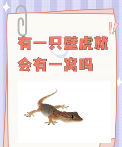 红色花卉，点亮家居氛围，增添生活色彩