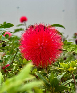 红色花卉，点亮家居氛围，增添生活色彩