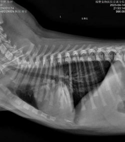 红色花卉，点亮家居氛围，增添生活色彩