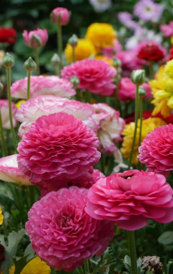 红色花卉，点亮家居氛围，增添生活色彩