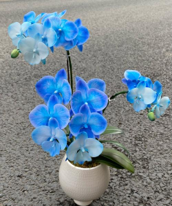 红色花卉，点亮家居氛围，增添生活色彩