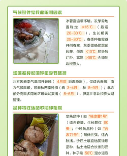 红色花卉，点亮家居氛围，增添生活色彩