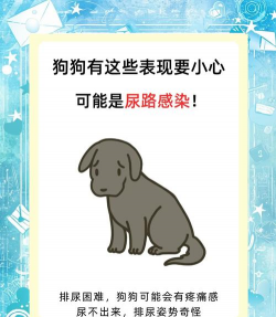 红色花卉，点亮家居氛围，增添生活色彩