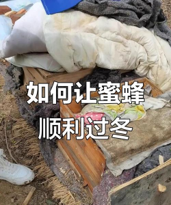 红色花卉，点亮家居氛围，增添生活色彩