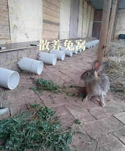 立体养花，节省空间，美化环境