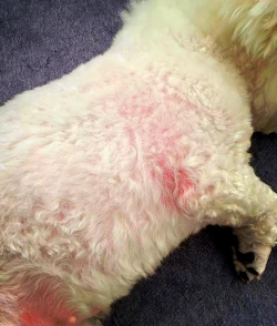 花卉花盆，选对材质，养花更轻松