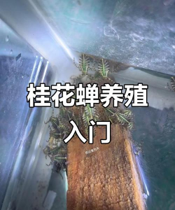 花卉花盆，选对材质，养花更轻松