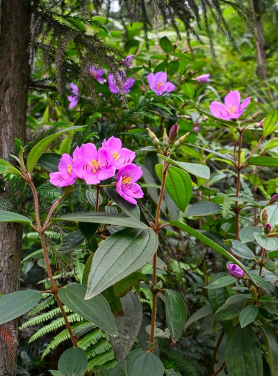 花卉花盆，选对材质，养花更轻松