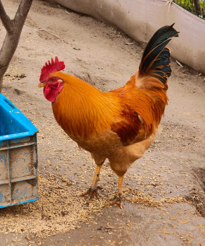 花卉花盆，选对材质，养花更轻松