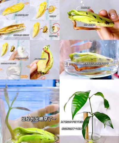 养花寄语，传递美好情感，点缀生活空间