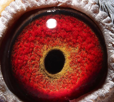 养花寄语，传递美好情感，点缀生活空间